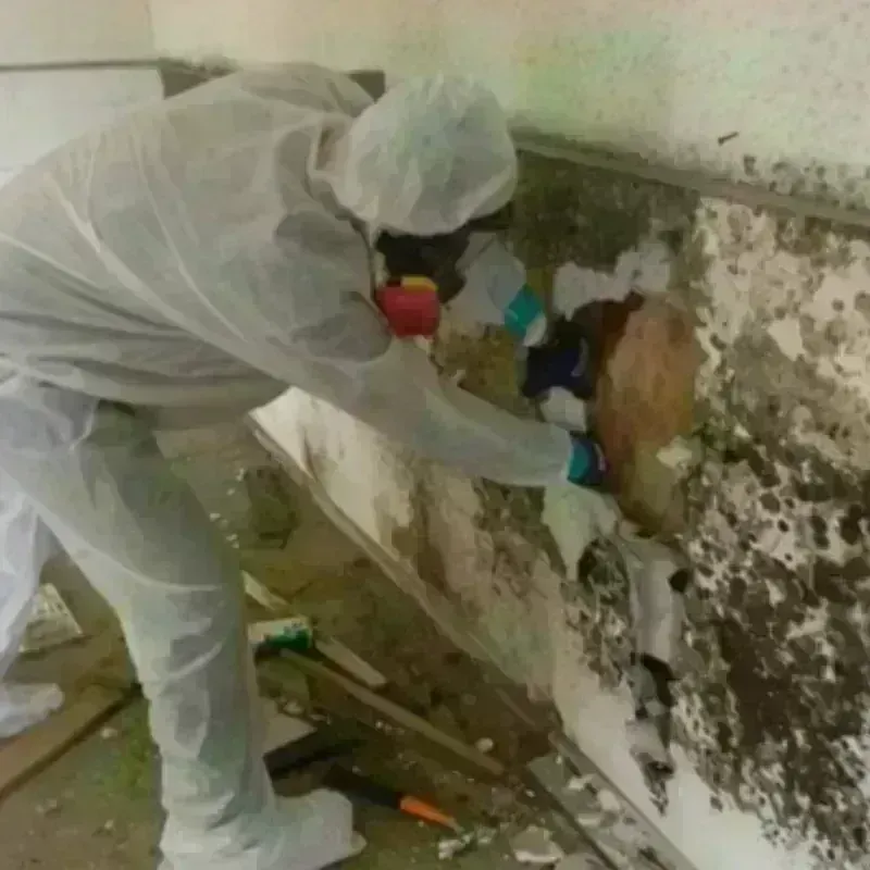 Mold Remediation and Removal in Nye County, NV